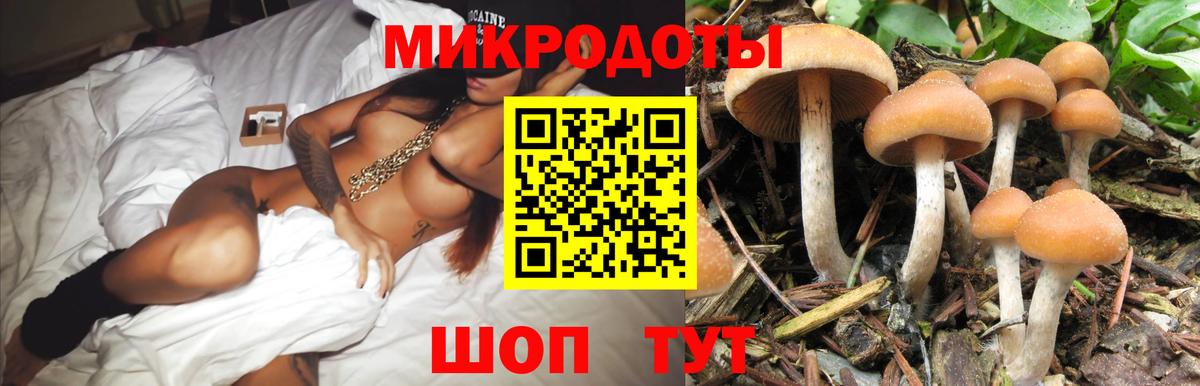 Псилоцибиновые грибы Psilocybine cubensis Камышин